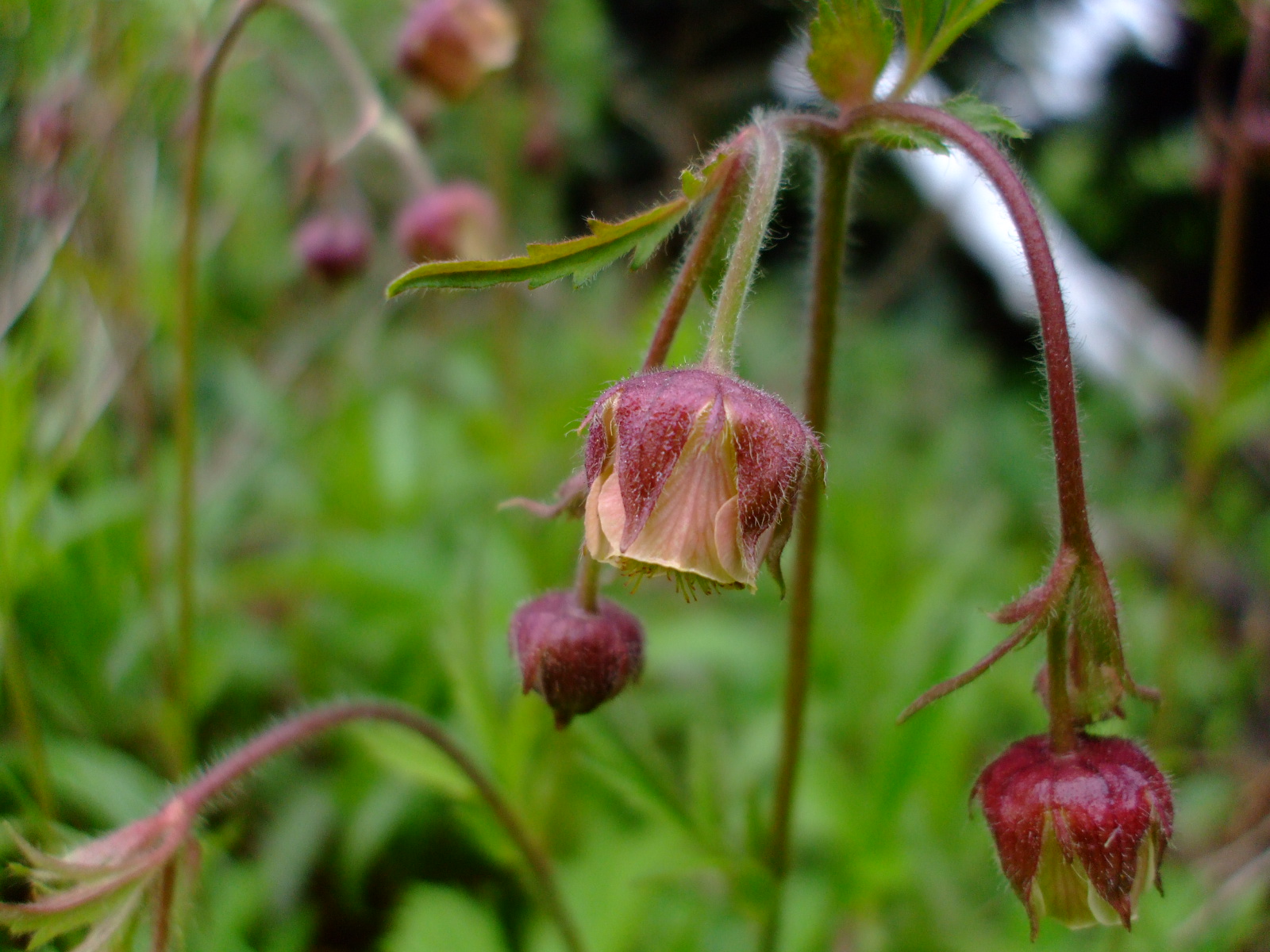 Geum rivale